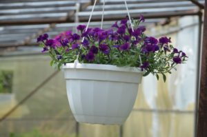 Питомник Лебедевых