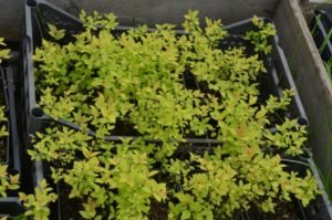 Питомник Лебедевых