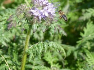 Фацелия усадьба