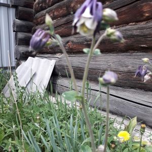 Колокольчик Усадьба