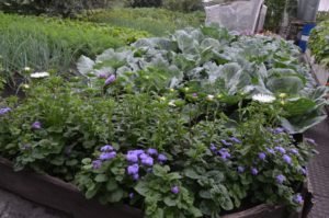 усадьба цветы