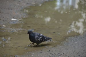 Двор Коммуны, 41