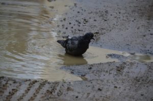 Двор Коммуны, 41