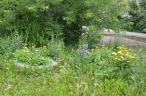 Трава во дворе