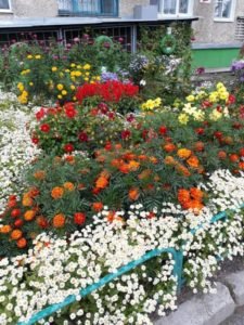 Цветы жителей