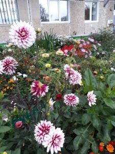 Цветы жителей