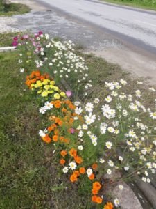 Цветы жителей