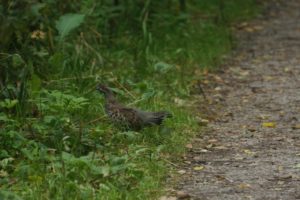 Автопробег