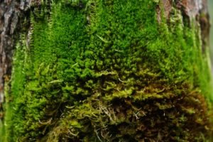 Автопробег