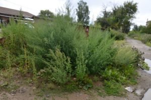 Заброшенный двор бурьян