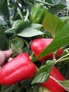 Перцы от Татьяны Бурцевой