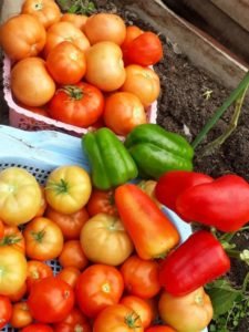 Помидоры от Татьяны Бурцевой