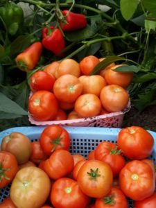 Помидоры от Татьяны Бурцевой