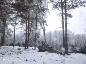 Ольховский лес