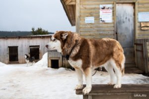 Оленья ферма