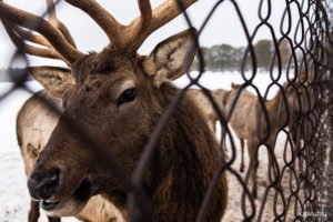 Оленья ферма