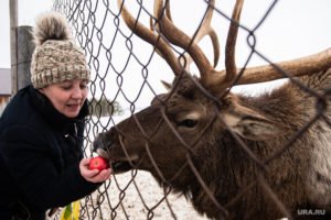 Оленья ферма