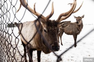 Оленья ферма