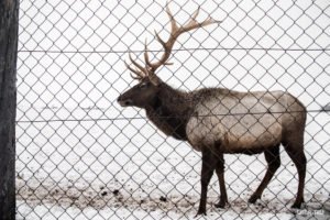 Оленья ферма