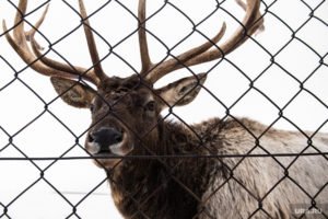 Оленья ферма