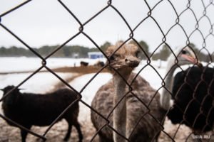 Оленья ферма