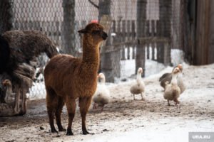 Оленья ферма