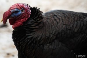 Оленья ферма