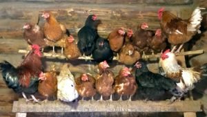 Животные "Парка сказов"