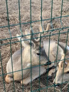 Животные "Парка сказов"