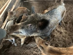 Животные "Парка сказов"