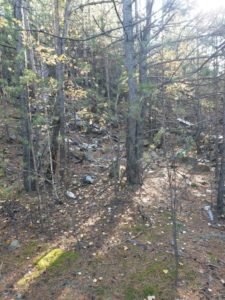 Субботник в лесу