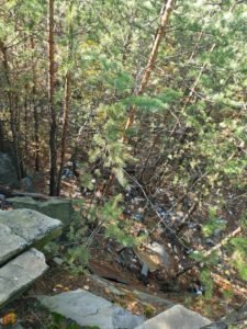 Субботник в лесу