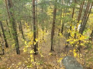 Субботник в лесу