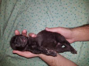 Родилась Вита