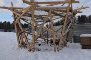 Вольер с енотовидными собаками Кирилл Потапов