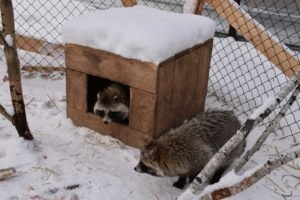 Енотовидные собаки Кирилл Потапов