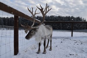 Свэн Кирилл Потапов