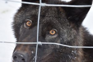 Волки Кирилла Потапова