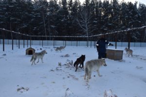 Волки Кирилла Потапова