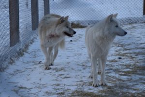 Волки Кирилла Потапова