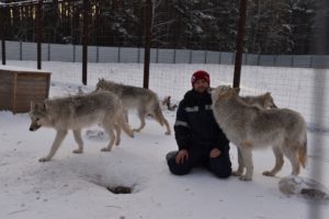 Кирилл в клетке с канадскими волками