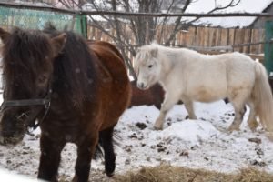 Конноспортивный клуб "Каменный цветок"