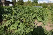 Усадьба картофель