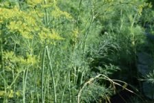 Усадьба укроп