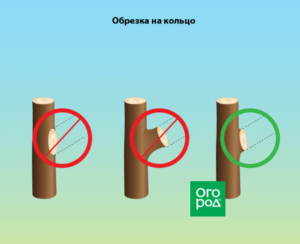 Образка вишни