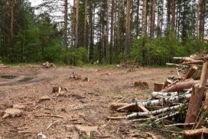 Лес возле Кашина