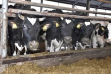 Агрофирма "Патруши"