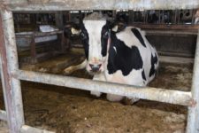 Агрофирма "Патруши"