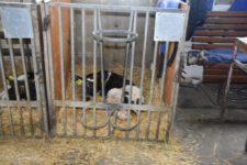 Агрофирма "Патруши"