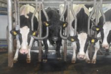 Агрофирма "Патруши"